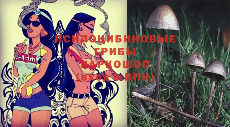 наркота  Артёмовский  Галлюциногенные грибы MAGIC MUSHROOMS 